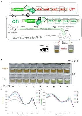 Pb(II)-inducible proviolacein biosynthesis enables a dual-color biosensor toward environmental lead